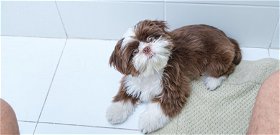 2perc tudomány: Miért követ a kutyád a wc-re? Érdekes genetikai okai vannak