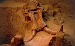 Félelmetes állatok csontjai kerültek elő Siklós környékén – kevesen számíthattak erre