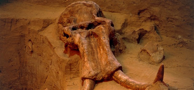 Félelmetes állatok csontjai kerültek elő Siklós környékén – kevesen számíthattak erre