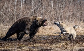 Félelmetes állatot találtak, amely a medve és a kutya keverékének tűnik