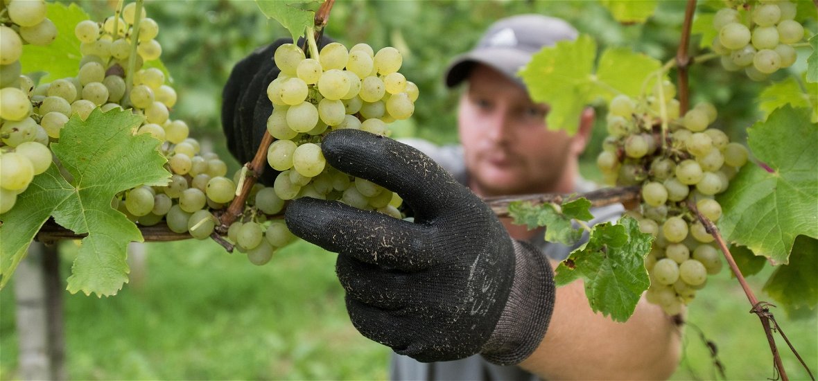 Jelentősen drágább lesz idén a szőlő, lesújtó számokat közölt az Agrárminisztérium