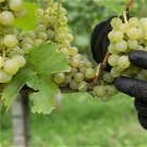 Jelentősen drágább lesz idén a szőlő, lesújtó számokat közölt az Agrárminisztérium
