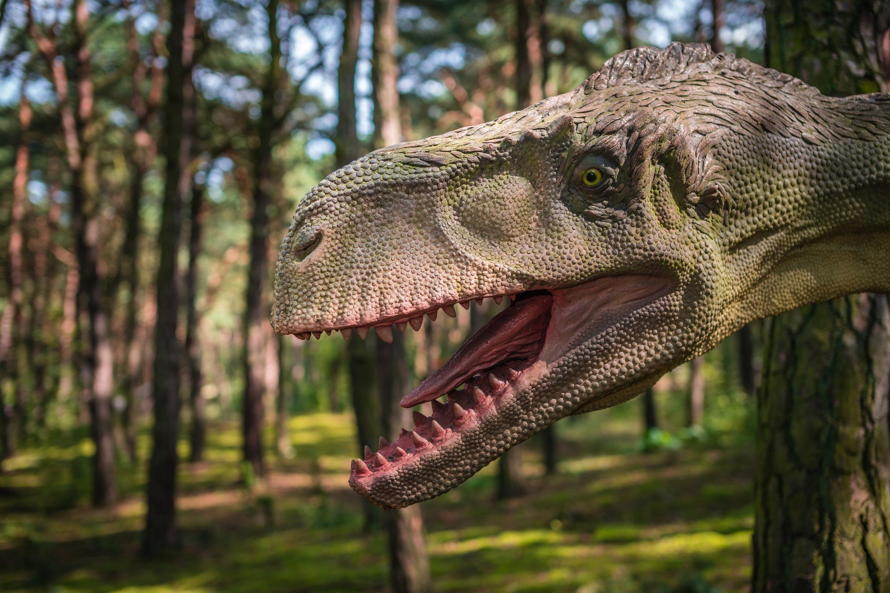 Világszenzáció: dinoszauruszt találtak Magyarországon, ráadásul egy 5 méteres ragadozót