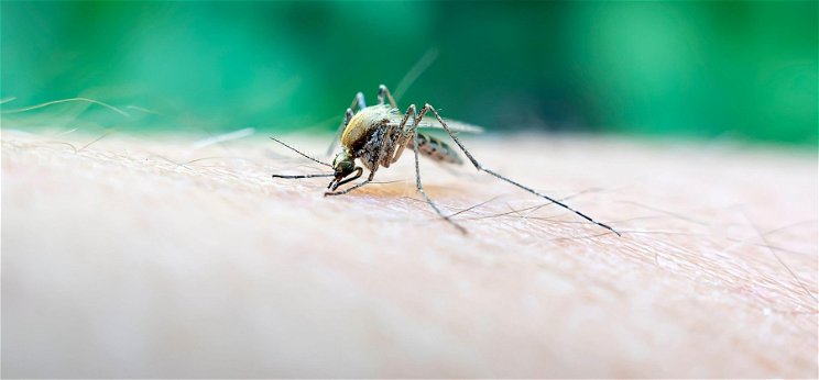 Magyarországon is megjelent a nyugat-nílusi vírus, amit a szúnyogok terjesztenek
