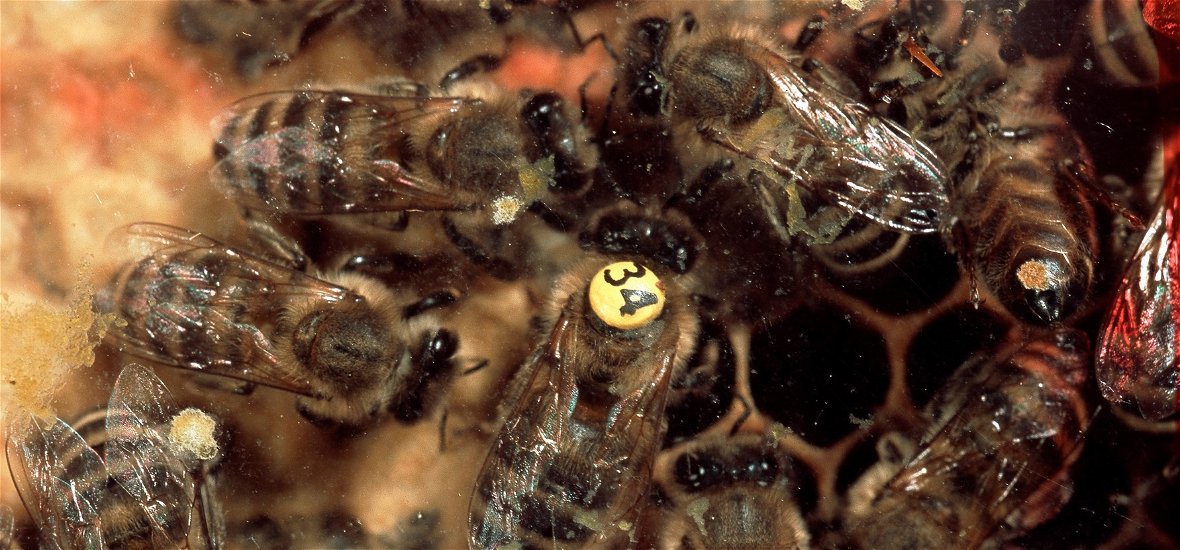 Döbbenetes képességgel rendelkeznek a méhek, a kutatók csak most jöttek rá, és el vannak képedve tőle