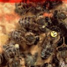 Döbbenetes képességgel rendelkeznek a méhek, a kutatók csak most jöttek rá, és el vannak képedve tőle