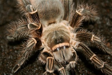 Ettől a videótól biztosan nem fogsz ma aludni – rengeteg magyar fog kiborulni a világ legnagyobb pókjától