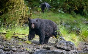 Hátborzongató videó: szikla gerincén támadt a medve egy mászóra, aki puszta kézzel lökte le a bocsát védelmező állatot a hegyről