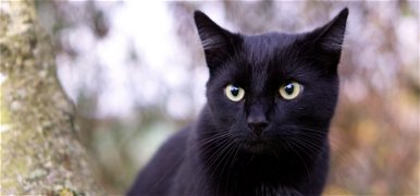 Ezért hoz balszerencsét a fekete macska, a Halloweenhez is köze van a hiedelemnek