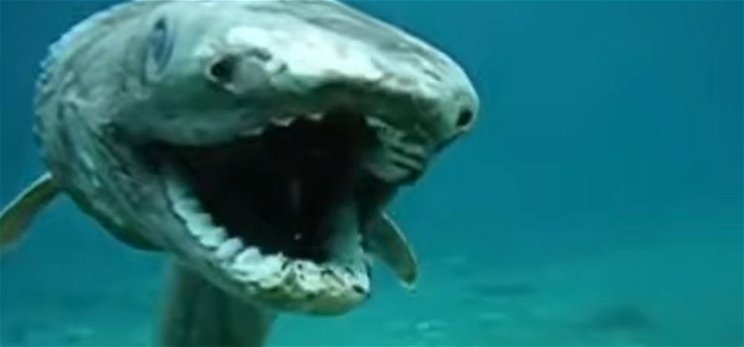 Brutális kinézetű, 80 millió éves cápát találtak Japánban - Hátborzongató a látvány, de van egy kis bökkenő