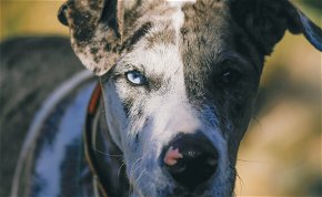 Levágott emberi fejjel a szájában rohangált egy kutya, videó készült a megdöbbentő esetről