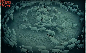 Két hete járkálnak tökéletes körben a zombi bárányok, a tudósok sem találnak magyarázatot a kórra