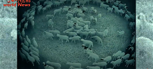 Két hete járkálnak tökéletes körben a zombi bárányok, a tudósok sem találnak magyarázatot a kórra