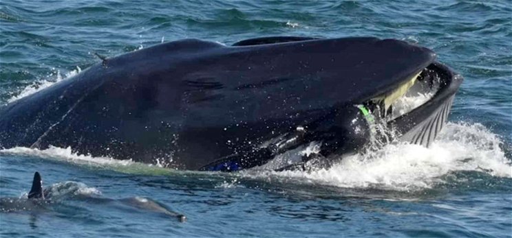 Halakat fotózott, mikor bekapta egy bálna - mire észbe kapott, már ki is köpte