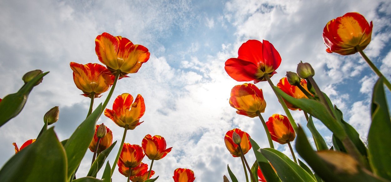 Mit jelent a tulipán neve? Megdöbbentő a válasz, ezt minden férfinek és nőnek tudnia kell