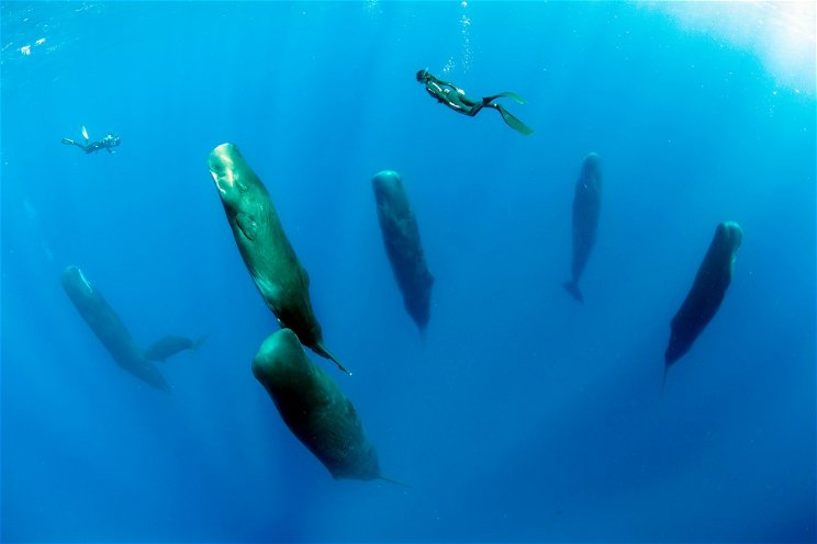 Hihetetlen: így alszanak a bálnák, a tudósok vizsgálják a jelenséget
