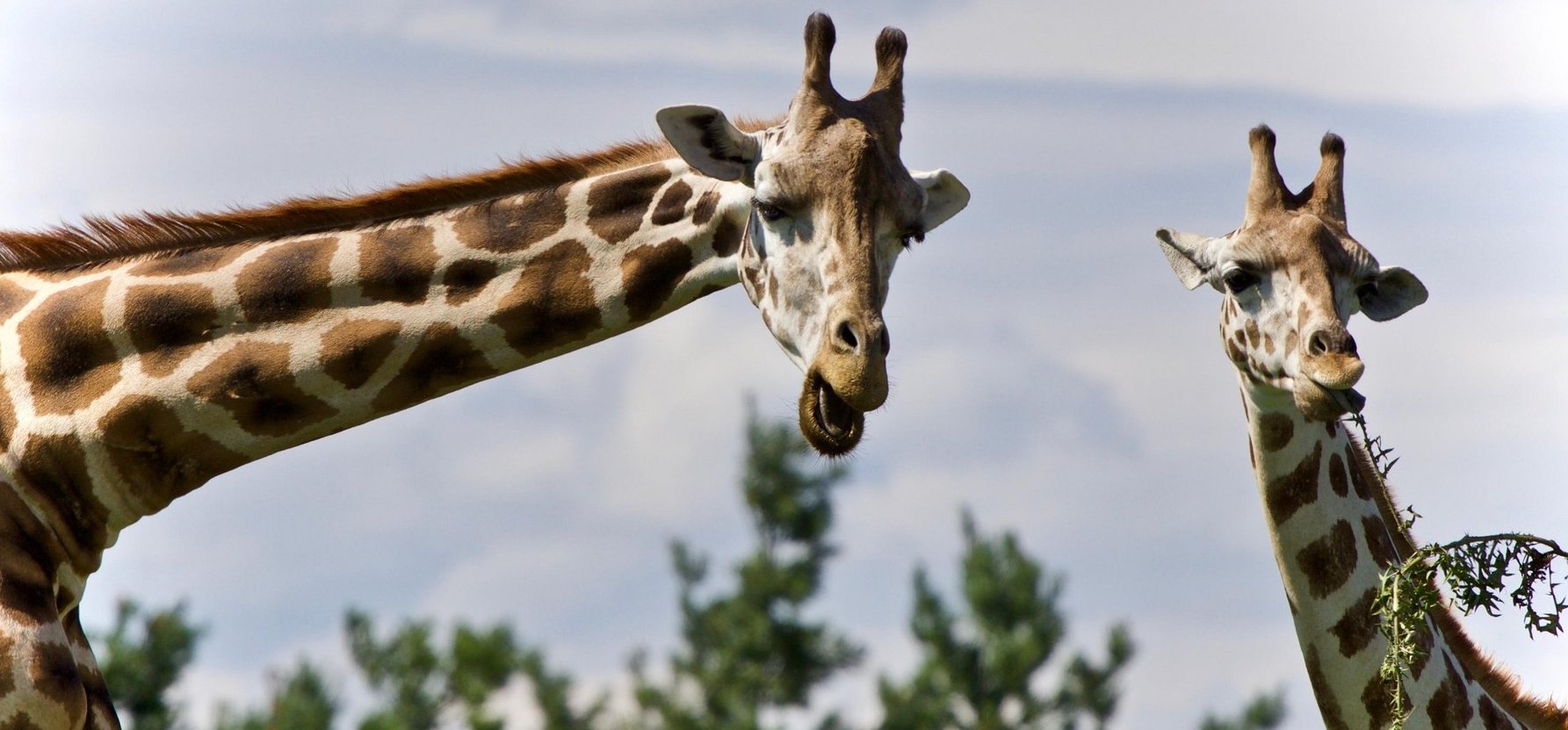 A zsiráfok még annál is hülyébben szexelnek, mint ahogy korábban gondoltad