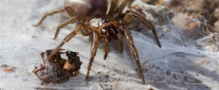Brutális pókfelfedezés, gigantikus szörnyetegre leltek a föld alatt a kutatók