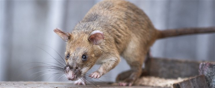 Félelem és rettegés a kisvárosban: patkányszörnyek terrorizálják az embereket