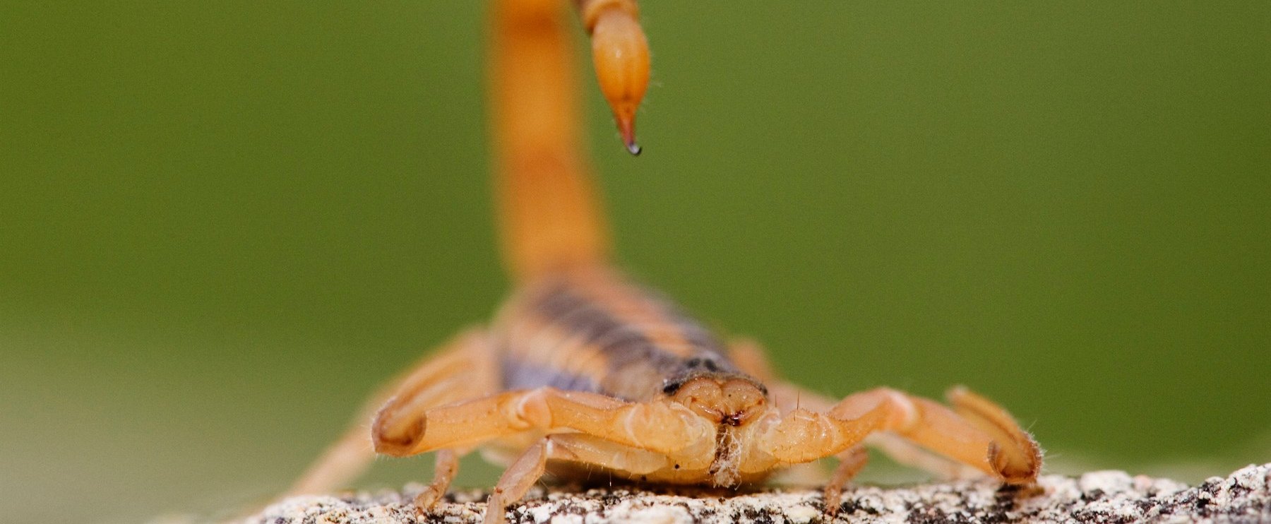 Skorpiót talált az akciós eperben a magyar vásárló, az igazi döbbenet csak ez után jött