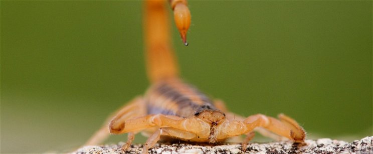 Skorpiót talált az akciós eperben a magyar vásárló, az igazi döbbenet csak ez után jött