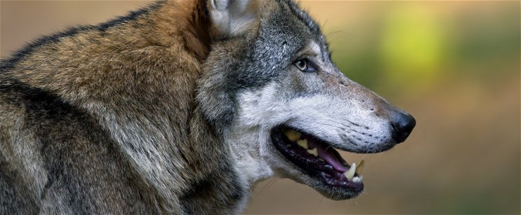 Megszólalt a farkasgyilkos vadász: „Azt hittem, elkóborolt szánhúzó kutya”