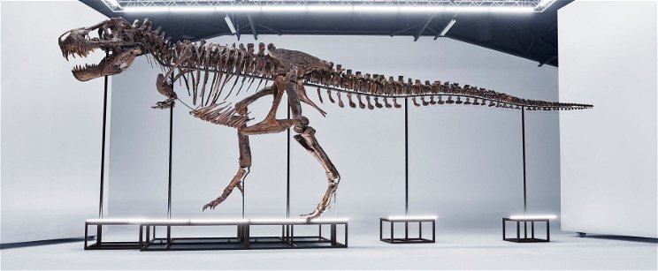 Sikeresen keresztezték a T-rex maradványait - szenzációs bejelentés