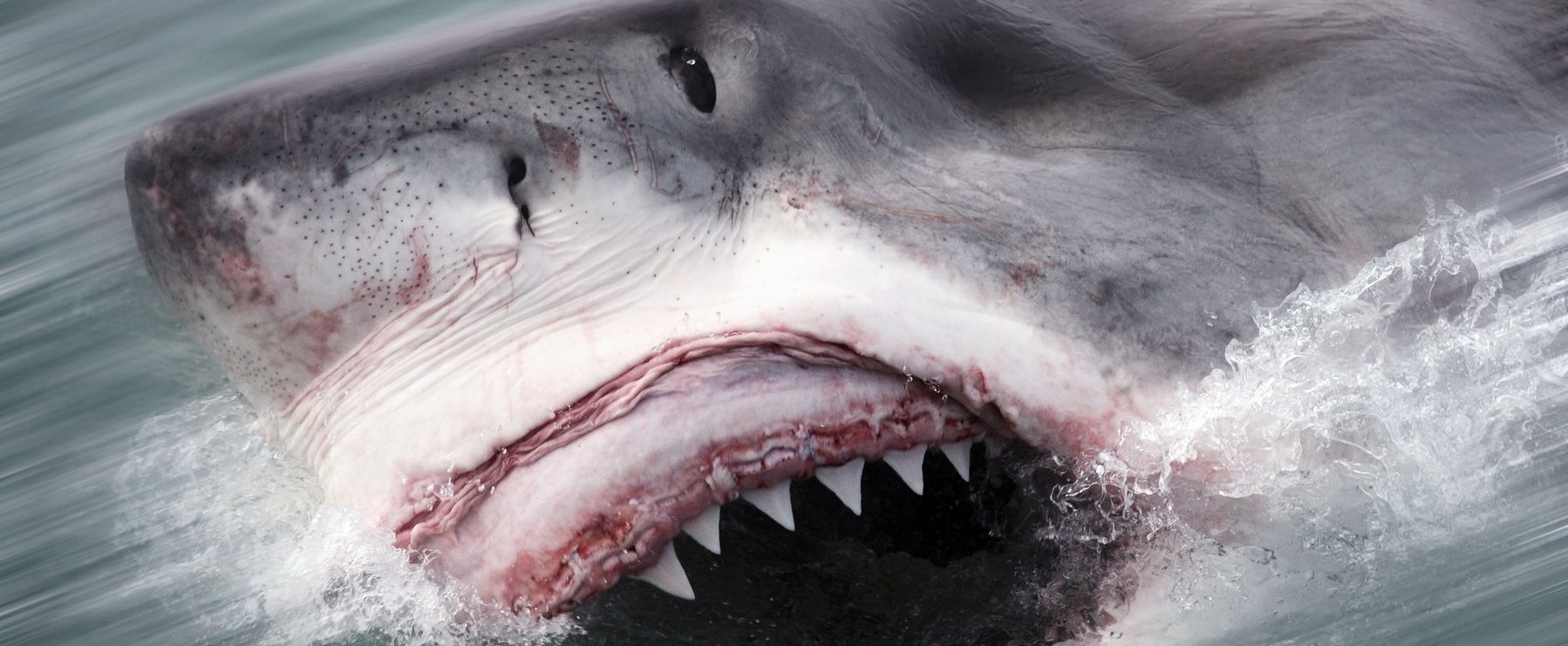 Brutális cápatámadás videóval, több végtagja is leszakadt az áldozatoknak