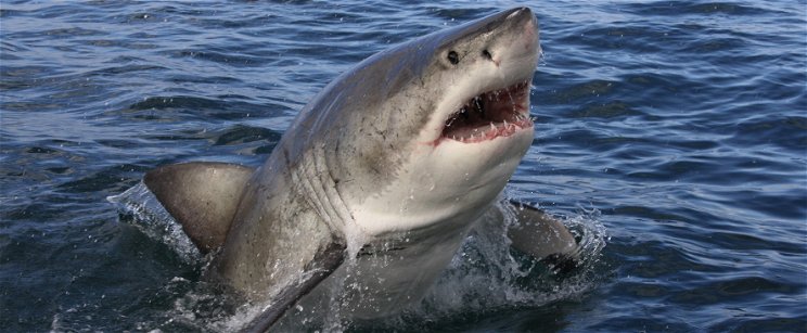 Brutális cápatámadást rögzített valaki a telefonjával – csak vért hagyott maga után a ragadozó