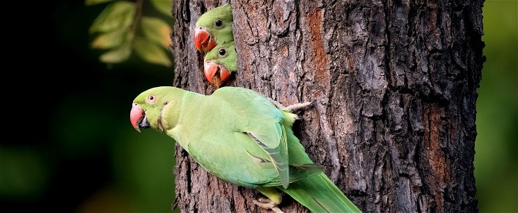 Szenzációt okozott a holt nyelven beszélő papagáj, a tudósok nem akartak hinni a fülüknek