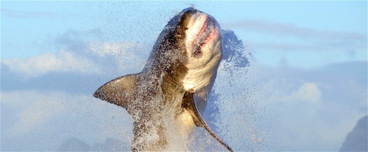 Őskorból itt maradt hatalmas cápák bukkantak fel a partokhoz közel, speciális mentőcsapatot vetnek be a halálos bestiák ellen