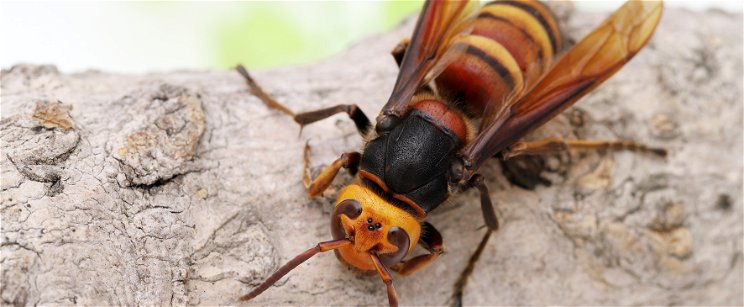 Behemót életveszélyes rovarok jelentek meg, amiknek még a hangjuktól is szívrohamot kapsz