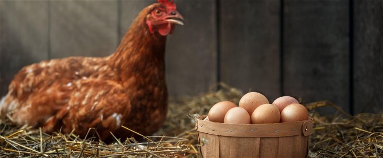 Melyik volt előbb, a tyúk vagy a tojás? A tudósok most végre megválaszolták a nagy kérdést