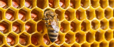 Tényleg vége az emberiségnek, ha kihalnak a méhek? - meglepő kutatás érkezett