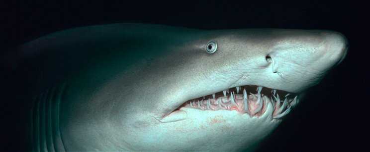 Drogfüggő cápák miatt rettegnek a tengerbiológusok, szörnyű méreteket ölt a probléma