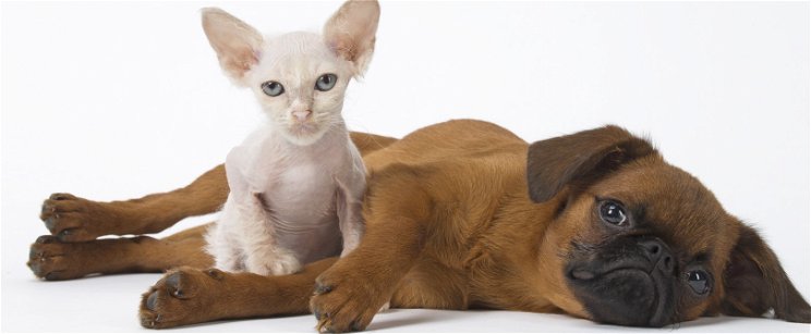 Hajmeresztő tanulmány egy pszichopata macskáról és egy kutyáról, ami valójában egy kisbaba 