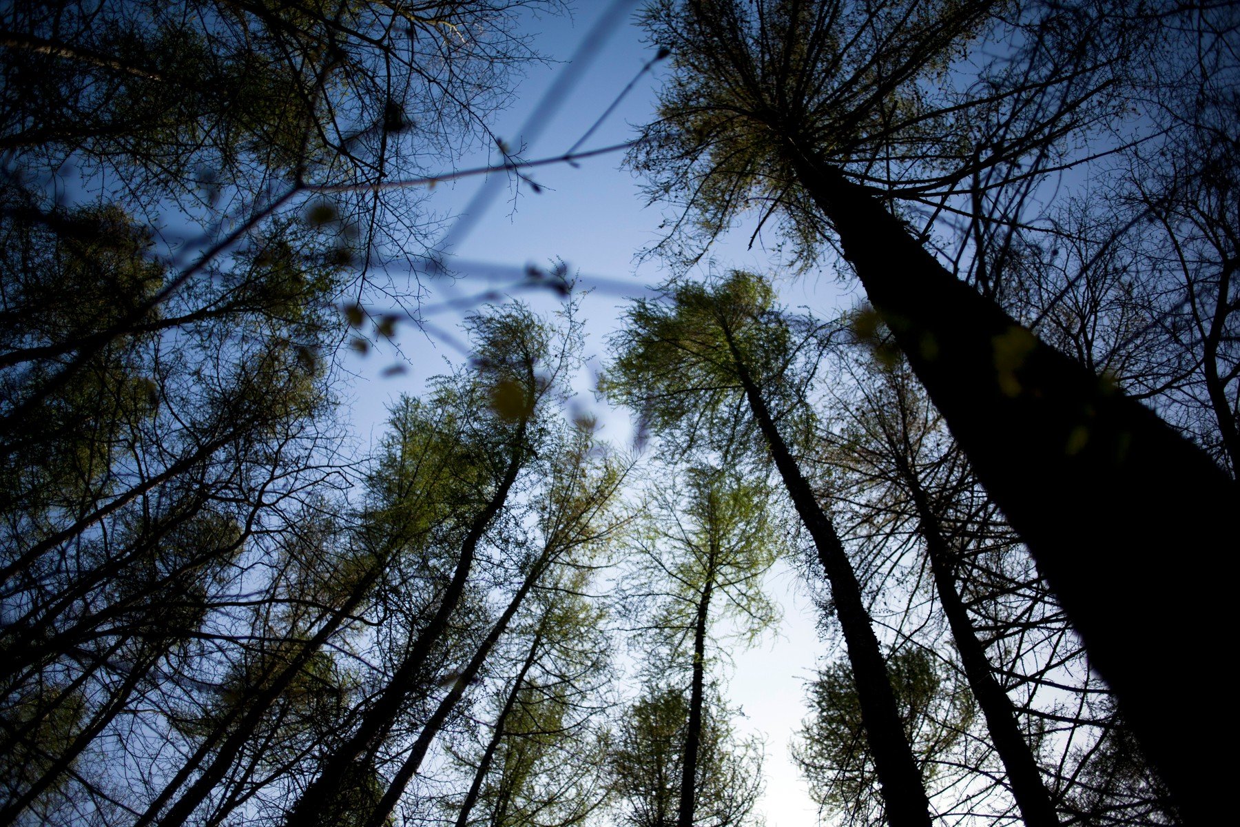 Egykori óriások análgyöngyeinek nyomaira bukkantak az erdőkben? Megdöbbentő felfedezés