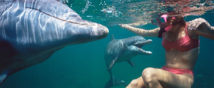 Elképesztően furcsa tengeri hibridet videóztak - sosem találnád ki melyik két állat szerelméből született a lény
