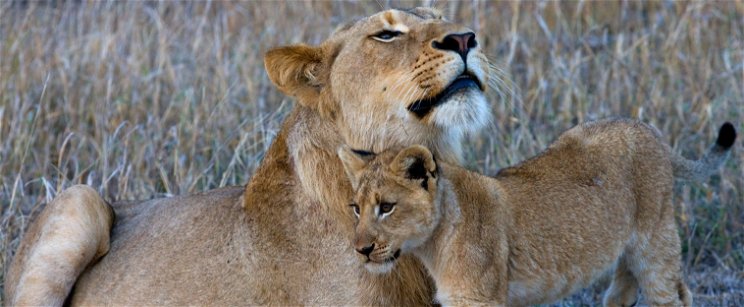 Kiderült, melyik a legfélelmetesebb állat - még az oroszlánok is fejvesztve menekülnek, ha meghallják a hangját