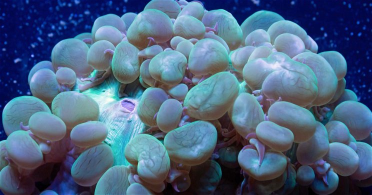 Rettegés és félelem a mélytengeri vizekben, veszélyes új fajra bukkantak a tudósok