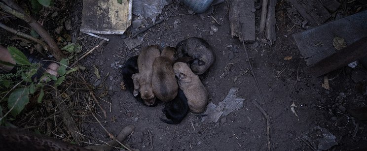 Elvadult, torz kutyák özönlötték el Csernobil üres utcáit, az atomsugárzás örökre rányomta bélyegét a génállományukra