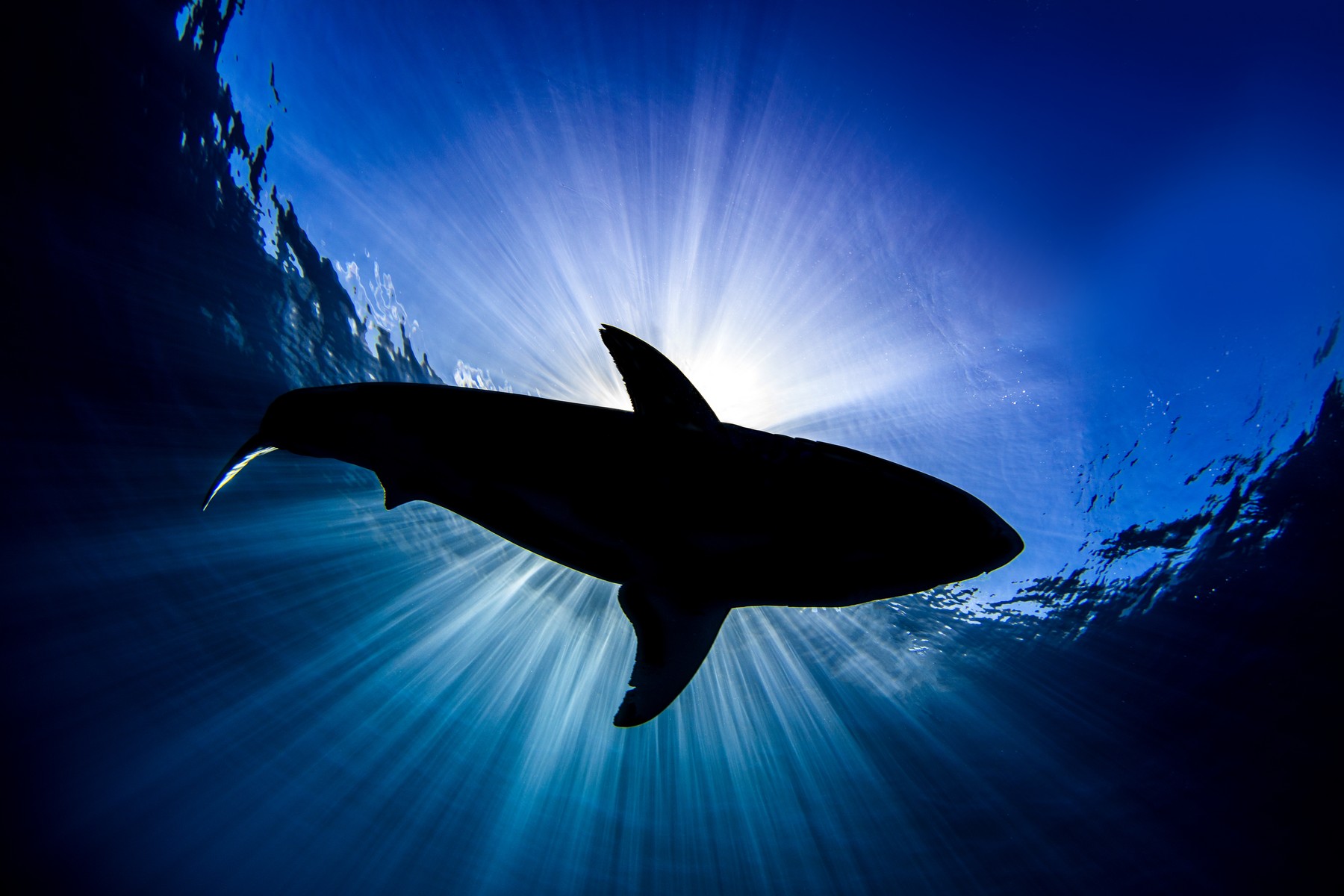 Mi haraphatott ketté egy fehér cápát? – Borzasztó feltételezések születtek
