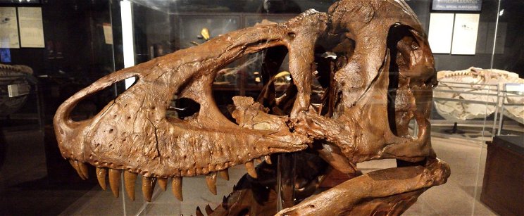 150 millió éves fenevad koponyájára bukkantak a tudósok, ez most minden eddigi ismeretünket felülírhatja