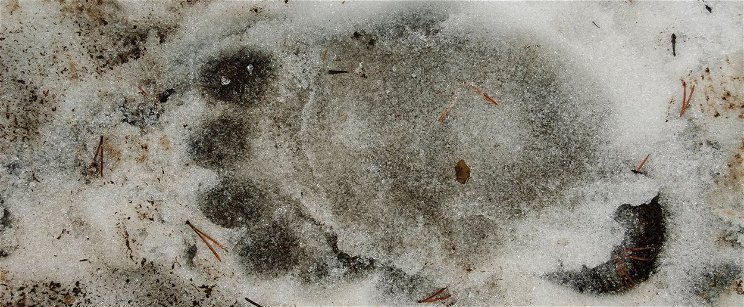 Rémisztő fenevad nyomaira bukkantak Nógrádban, komoly veszélyben lehetnek a környéken kirándulók