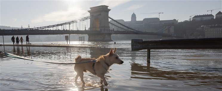 A megáradt Duna megdöbbentő dolgot hozott magával Budapestre, a helyiek nem hittek a szemüknek