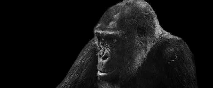 Ezt üzente Koko, a beszélő gorilla az emberiségnek a halálról, fénysebeséggel terjed a szürreális felvétel