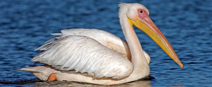 Akkorát ásított, hogy a száján fordult ki a gerince - szürreális látvány a pelikánok szokása, amitől az állatkertben is libabőrös lehetsz