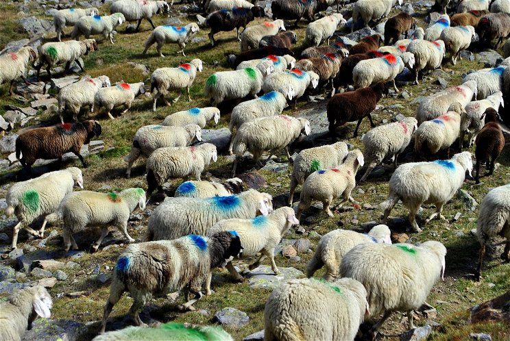 Ördögien bizarr bárányokat videóztak le egy tanyán, a gazdák pánikszerűen keresték az orvosságot: két hétig viselkedtek megmagyarázhatatlanul