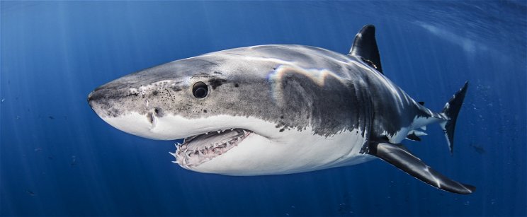 Egyetlen 40 másodperces felvétel maradt fent a fogságban tartott hatalmas fehér cápáról, kiszivárgott a felvétel ami után elpusztult a ragadozó