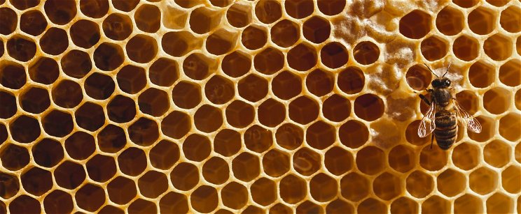 A tudomány teljesen értetlenül áll a méhkolónia bizarr viselkedése előtt: lehetséges, hogy a méhek keresztények?